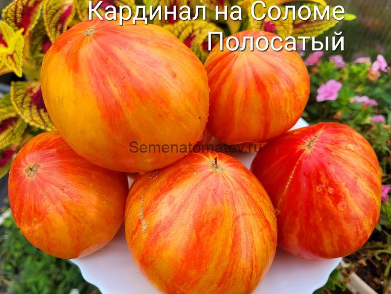 Кардинал на Соломе Полосатый — изображение 3