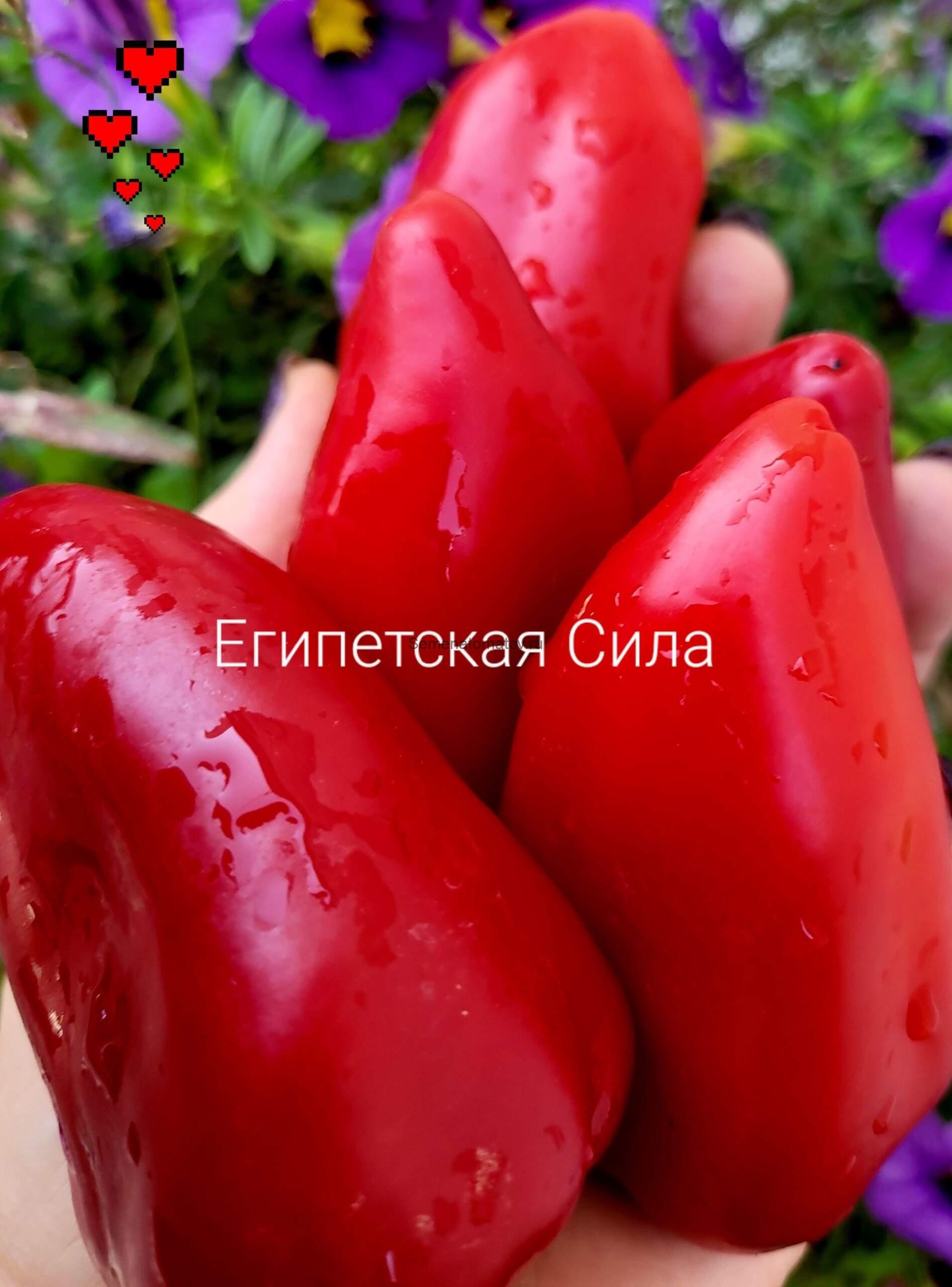 Египетская Сила