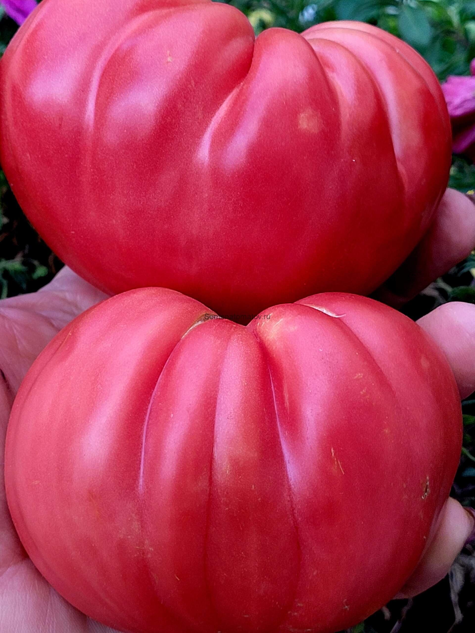 Истинный (Verace)