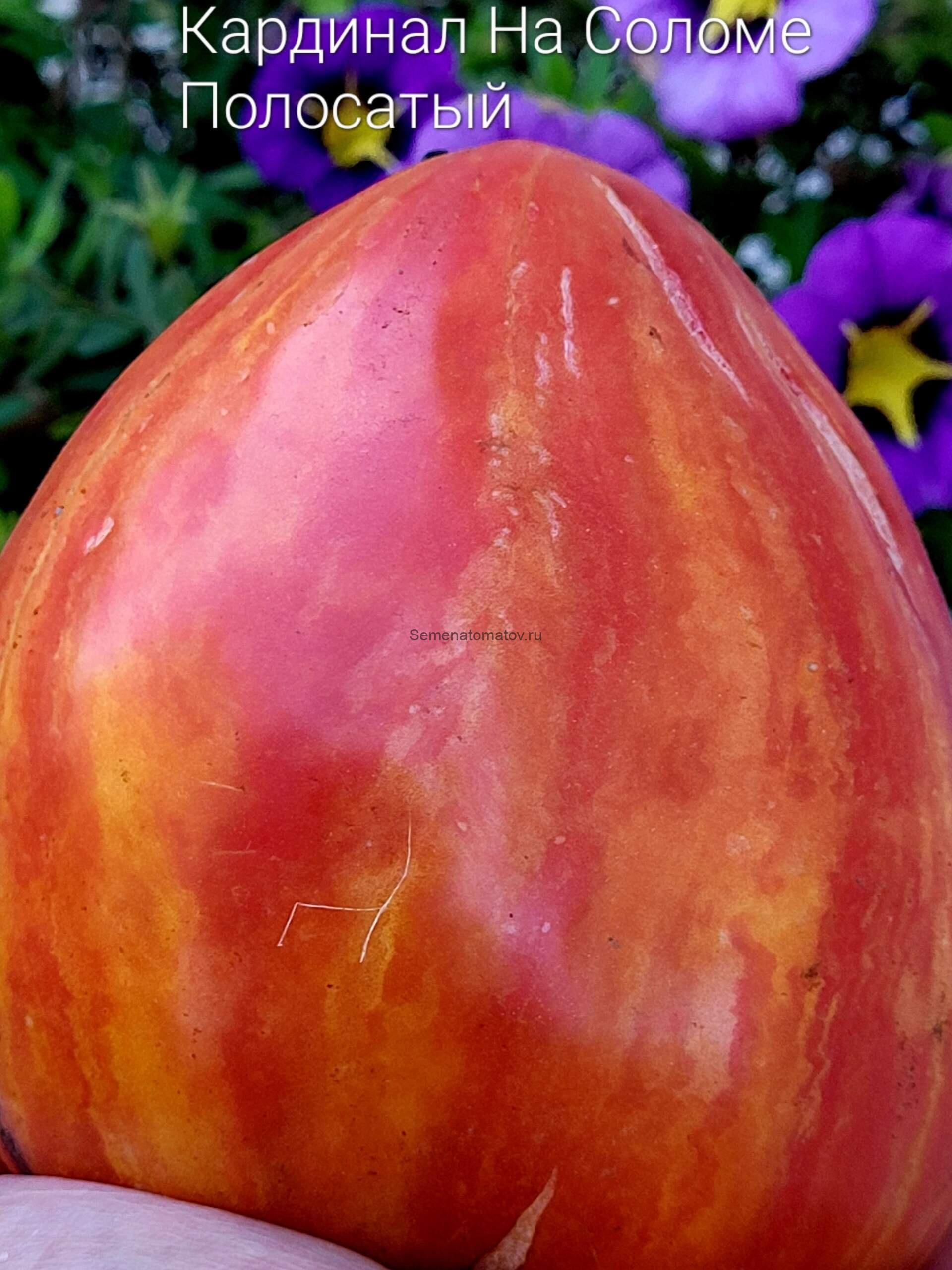 Кардинал на Соломе Полосатый