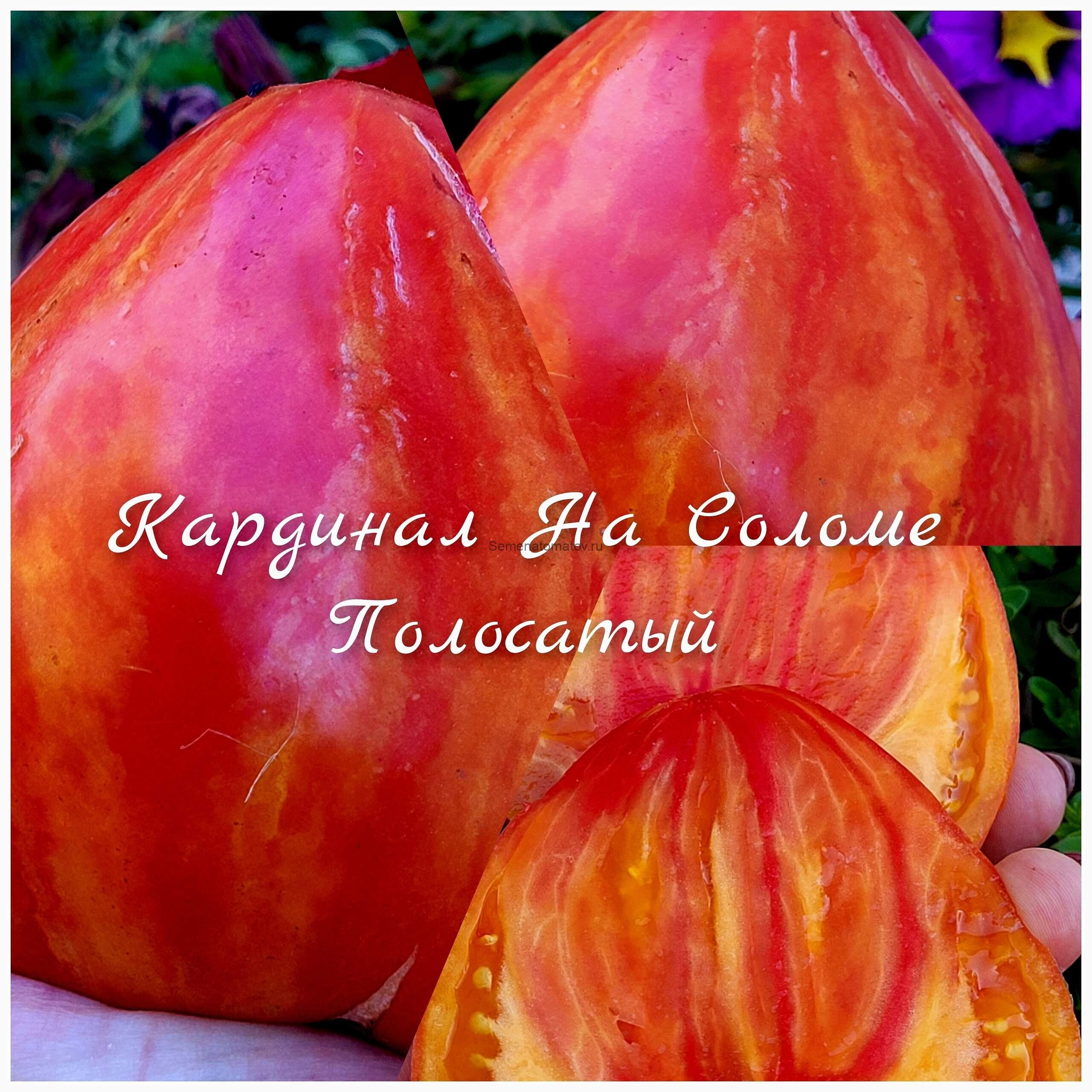 Кардинал на Соломе Полосатый — изображение 2