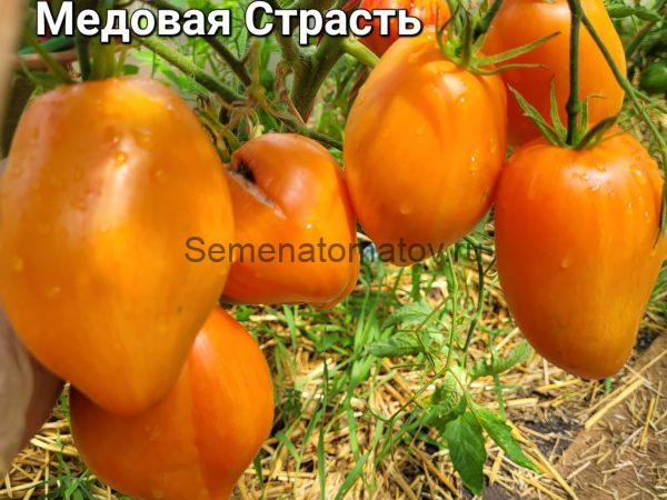 Медовая Страсть — изображение 2