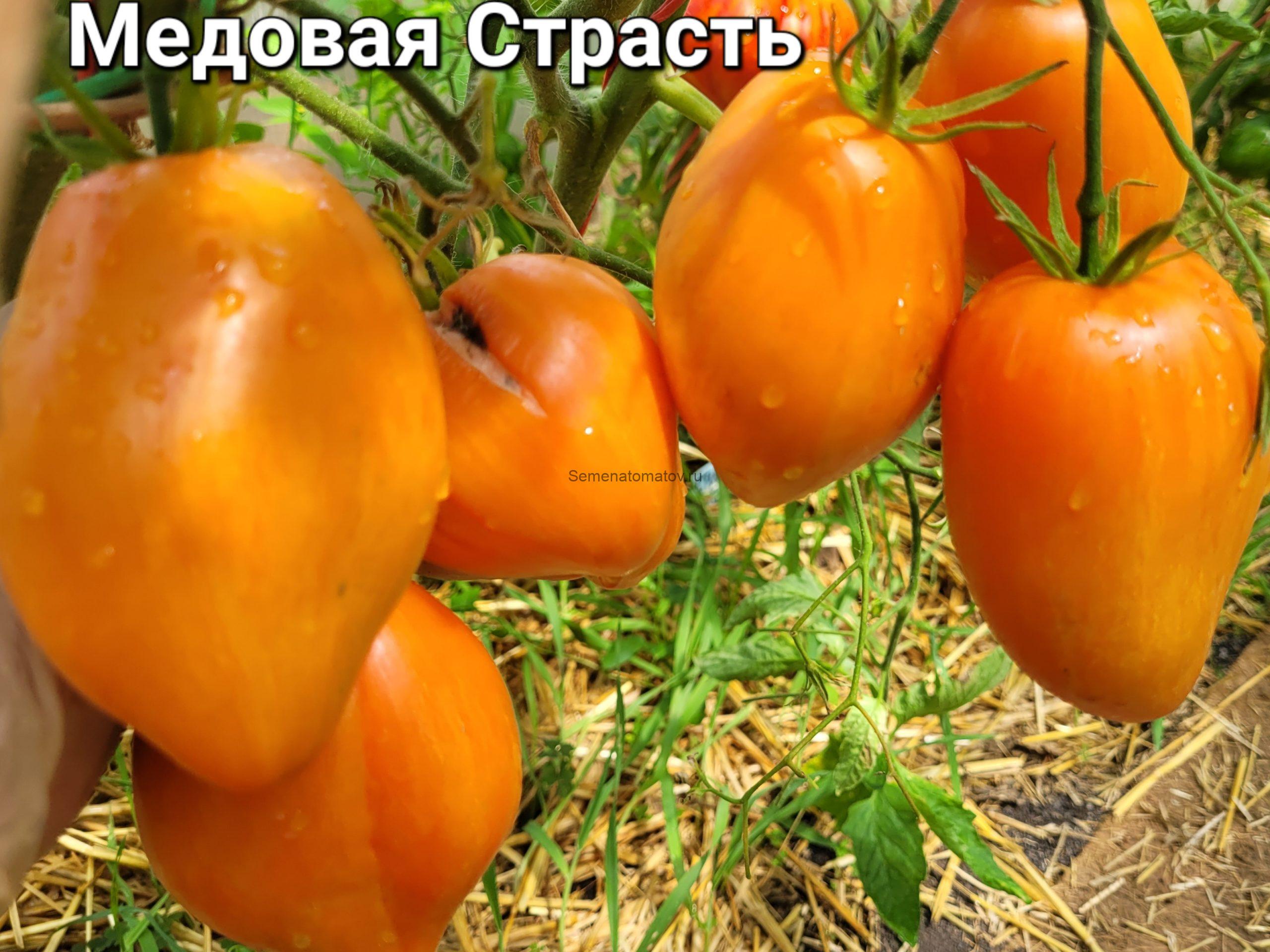 Медовая Страсть — изображение 2