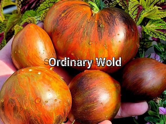 Ordinary World Обычный Мир