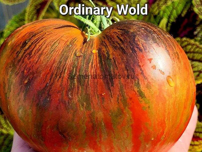 Ordinary World Обычный Мир — изображение 2