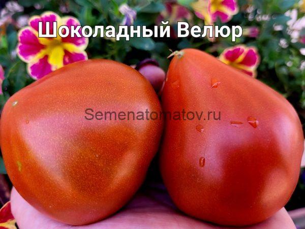 Шоколадный Велюр