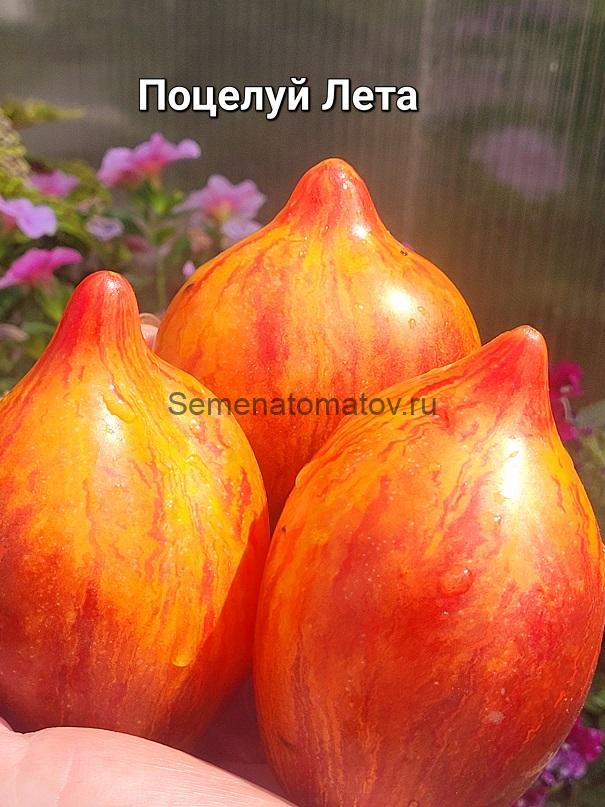 Поцелуй Лета