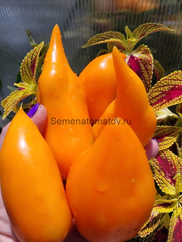 Золотые Туфельки Султана