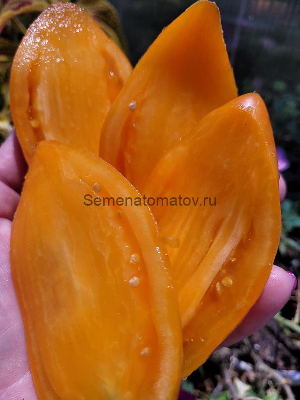 Золотые Туфельки Султана — изображение 2