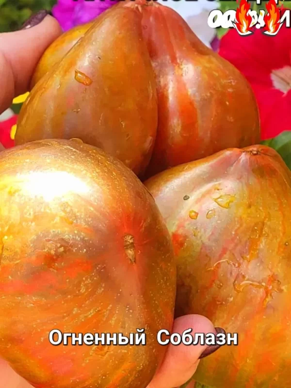 Огненный Соблазн