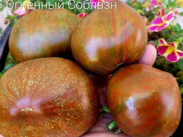 Огненный Соблазн — изображение 3