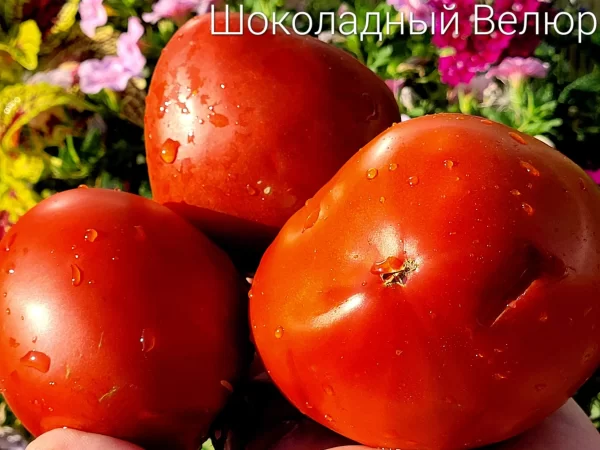Шоколадный Велюр — изображение 2