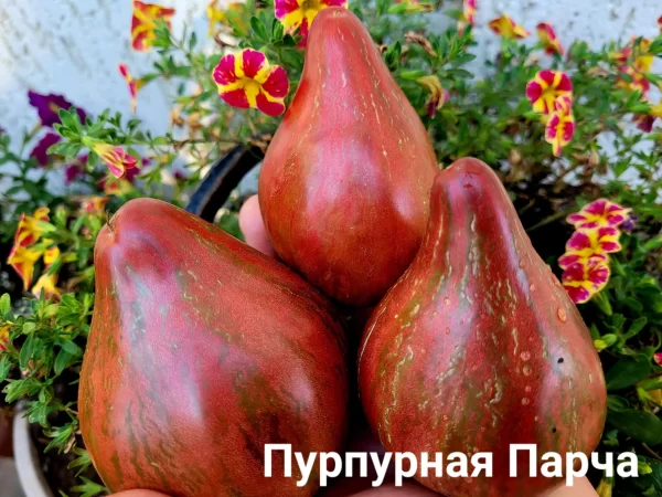 Пурпурная Парча