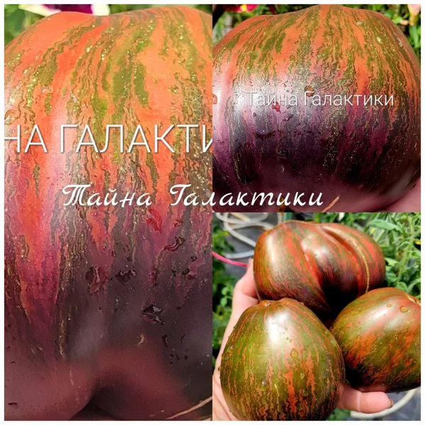 Тайна Галактики — изображение 3