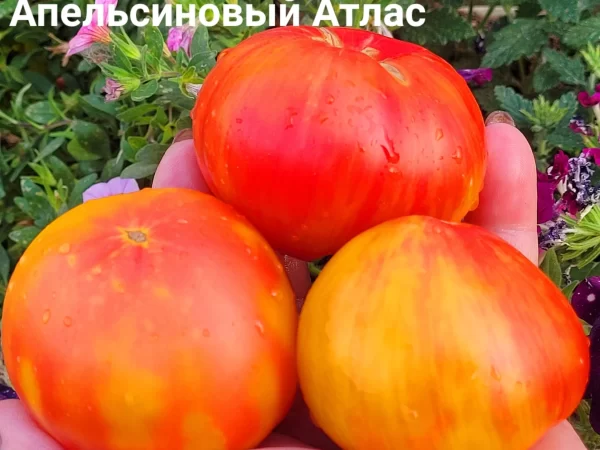 Апельсиновый Атлас — изображение 3