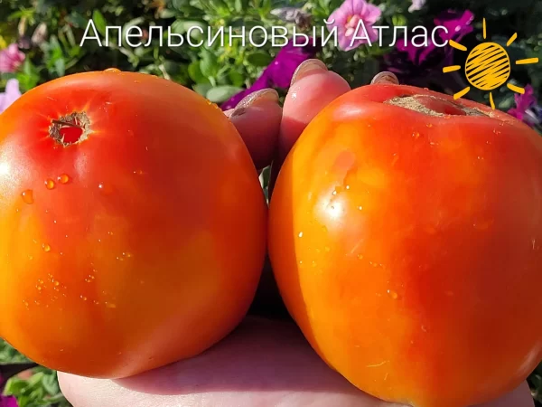 Апельсиновый Атлас