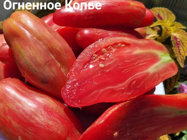 Огненное Копье — изображение 2
