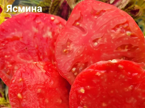 Жасмина (Jasmina, Сербия) — изображение 2
