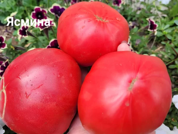 Жасмина (Jasmina, Сербия)