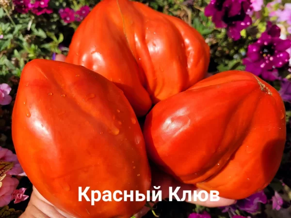 Красный Клюв
