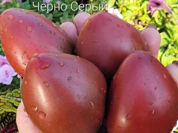 Melni pelēcīgs (Чёрно серый)