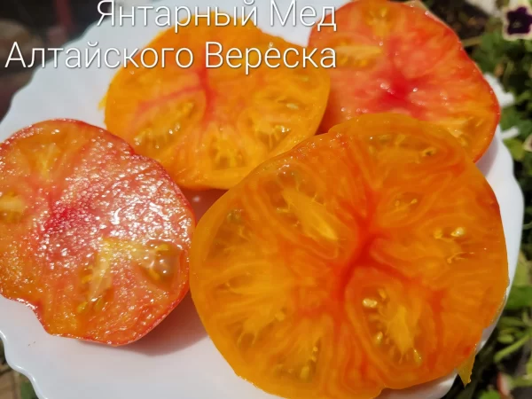 Янтарный мед Алтайского Вереска — изображение 2