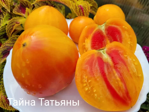 Tatiana's mystery  Татьянина тайна — изображение 2