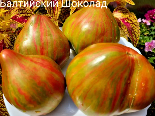 Балтийский Шоколад