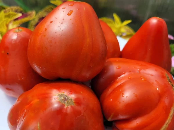 Заилийский Алатау Кирпичный