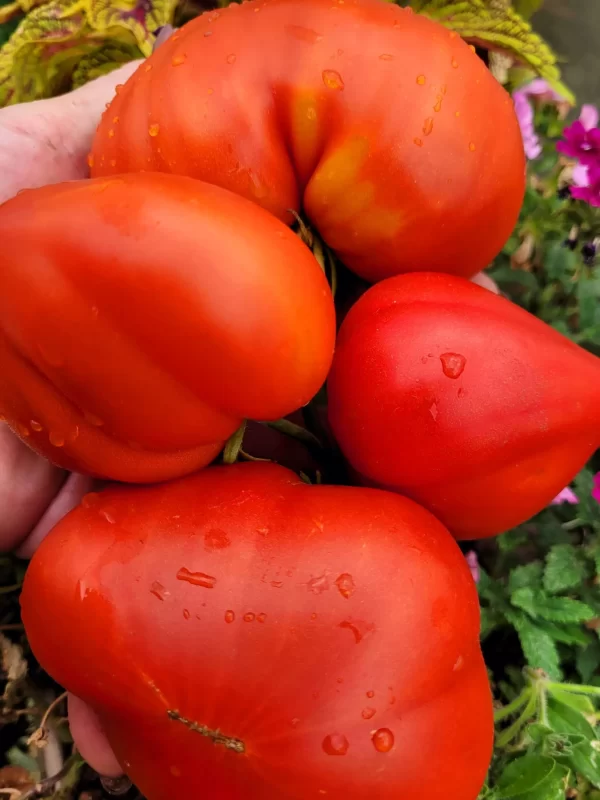 Бабушкино Наследие Крупные