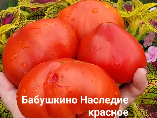 Бабушкино Наследие Крупные — изображение 2