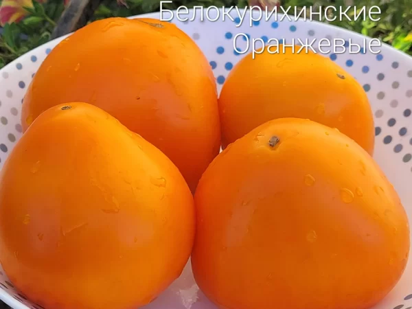 Белокурихинские оранжевые