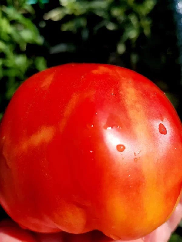 Большой Оранжевый Биколор Big ( SSЕ 194) Orange Bicolor (SSE 194)