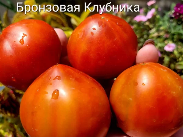Бронзовая Клубника — изображение 3