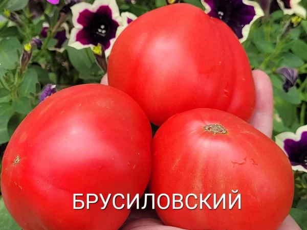 Брусиловский