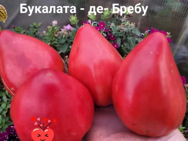 Букалата-де-Бребу ( Bucălata de Brebu)