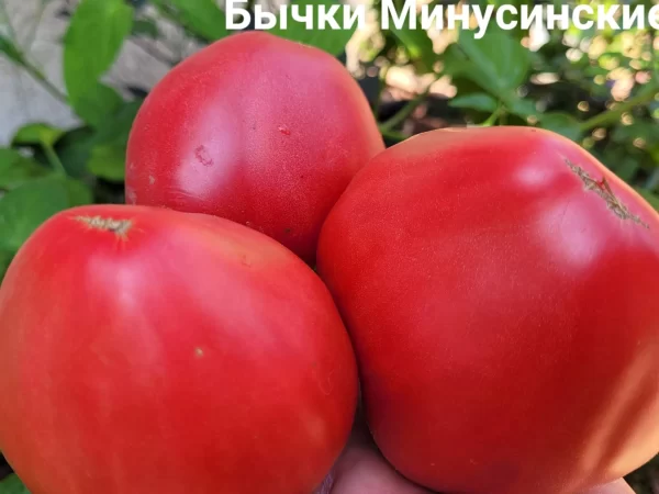 Бычки сердцевидные ( Минусинские от Сонина)