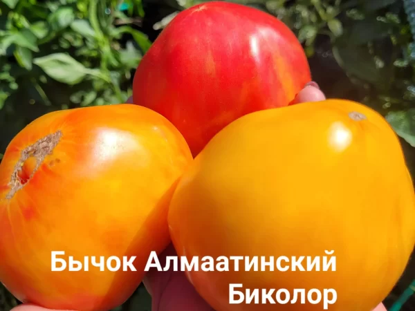 Бычок Алмаатинский Биколор