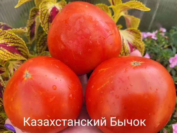 Бычок Алмаатинский Красный