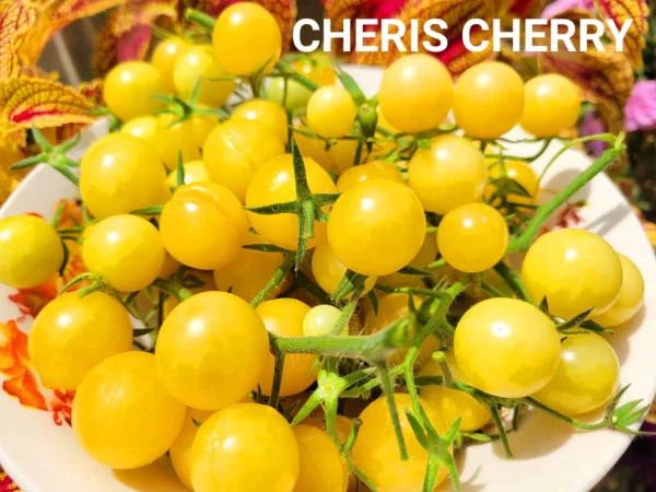 CHERI’S CHERRY Вишня Шерис