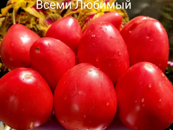 Всеми Любимый ( Tutti Amano, Италия)