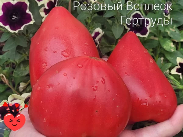 Розовый Всплеск Гертруды Gertrude's pink splash