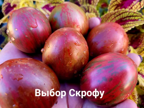 Pick Scrofa  Пик Скрофа