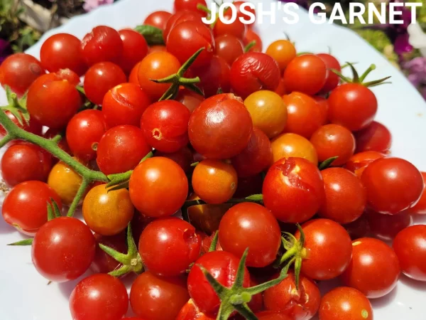 JOSH’S GARNET Граница Джоша