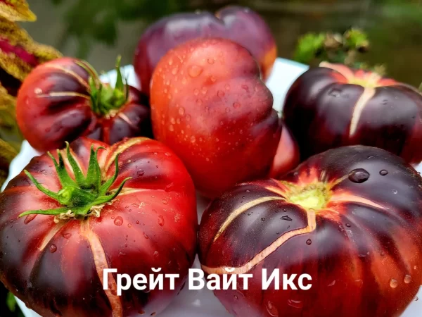 Great white X / Грейт Вайт икс