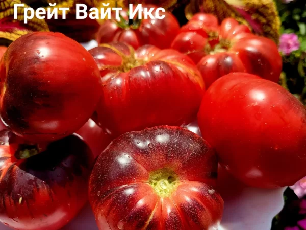 Great white X / Грейт Вайт икс — изображение 2