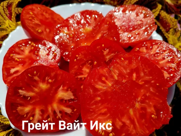 Great white X / Грейт Вайт икс — изображение 3