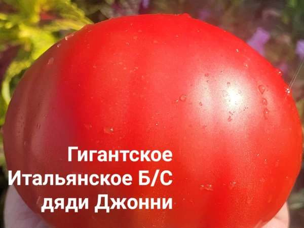 Uncle Johnny's Giant Italian Oxheart (Гигантское итальянское бычье сердце дяди Джонни)