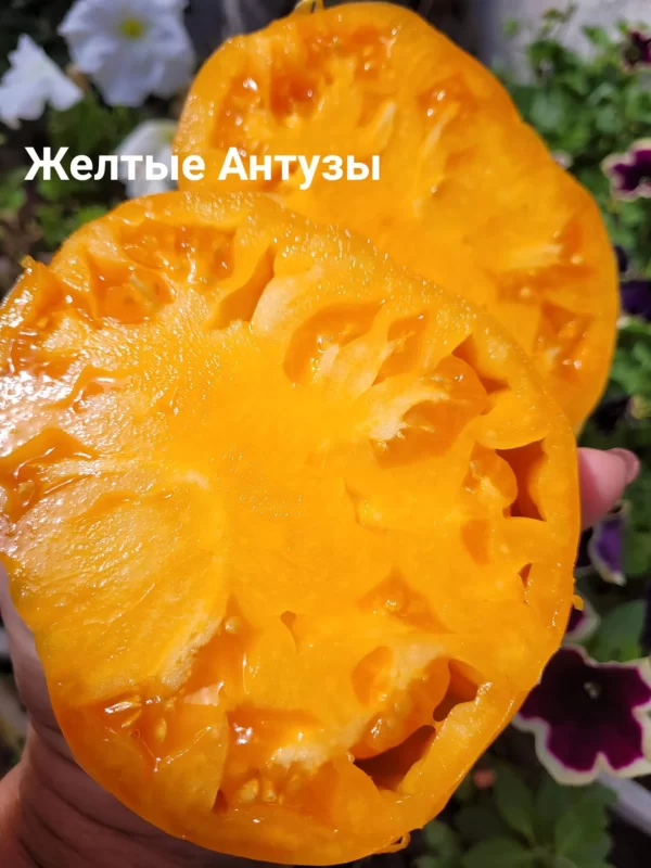 Galbenele Antuzei (Желтые Антузы), Румыния — изображение 2