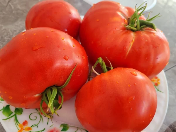 Заря Красная(Казахстан)